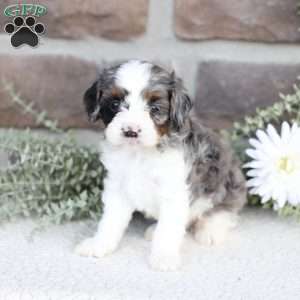 Brooks, Cavapoo Puppy